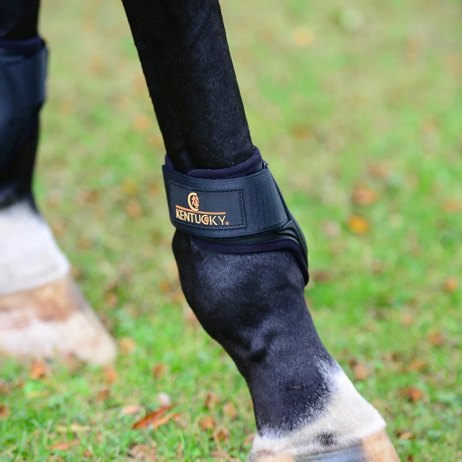 Young Horse Fetlock Boots